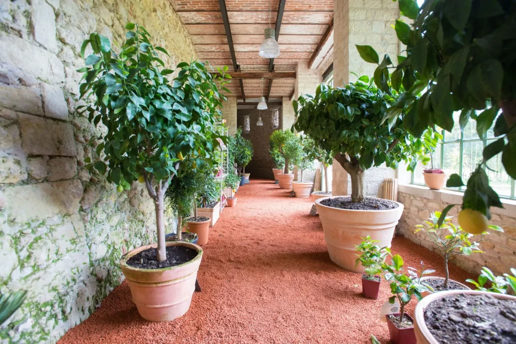 Des agrumes en pot dans la galerie du chateau