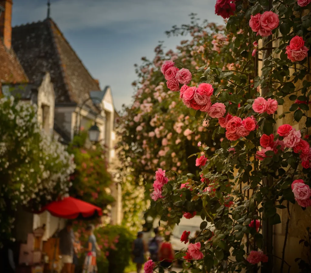 Roses dans le village de Chédigny
