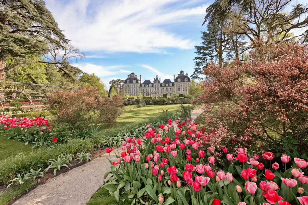 Les tulipes en fleurs devant le chateau