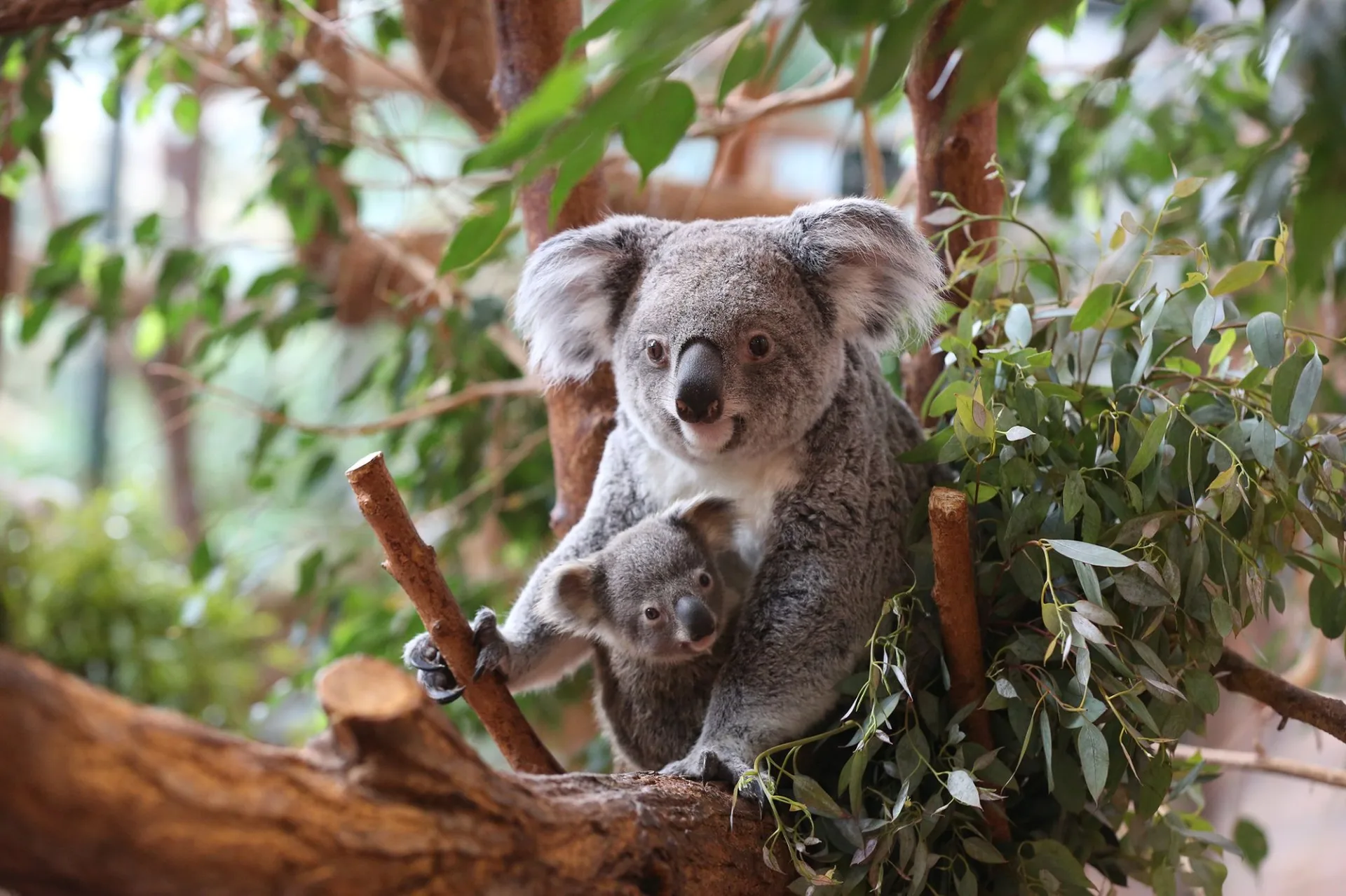 Femelle koala et son petit au ZooParc de Beauval