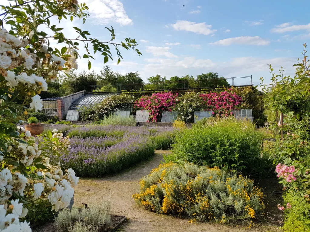 Les allées des jardins bordés de rosiers en fleurs et de lavande