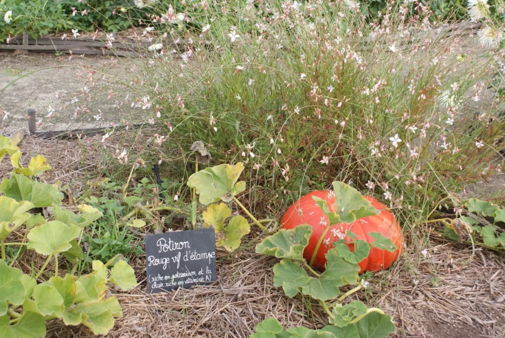 Gros plan sur un potiron dans le jardin