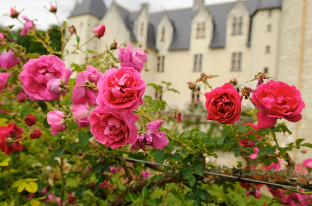 Gros plan sur les roses devant le chateau