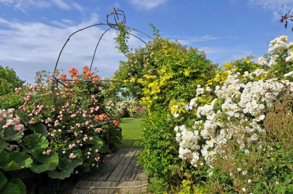 Allée bordée de fleurs