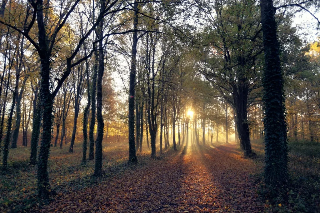 Parc à Sully-sur-Loire en automne