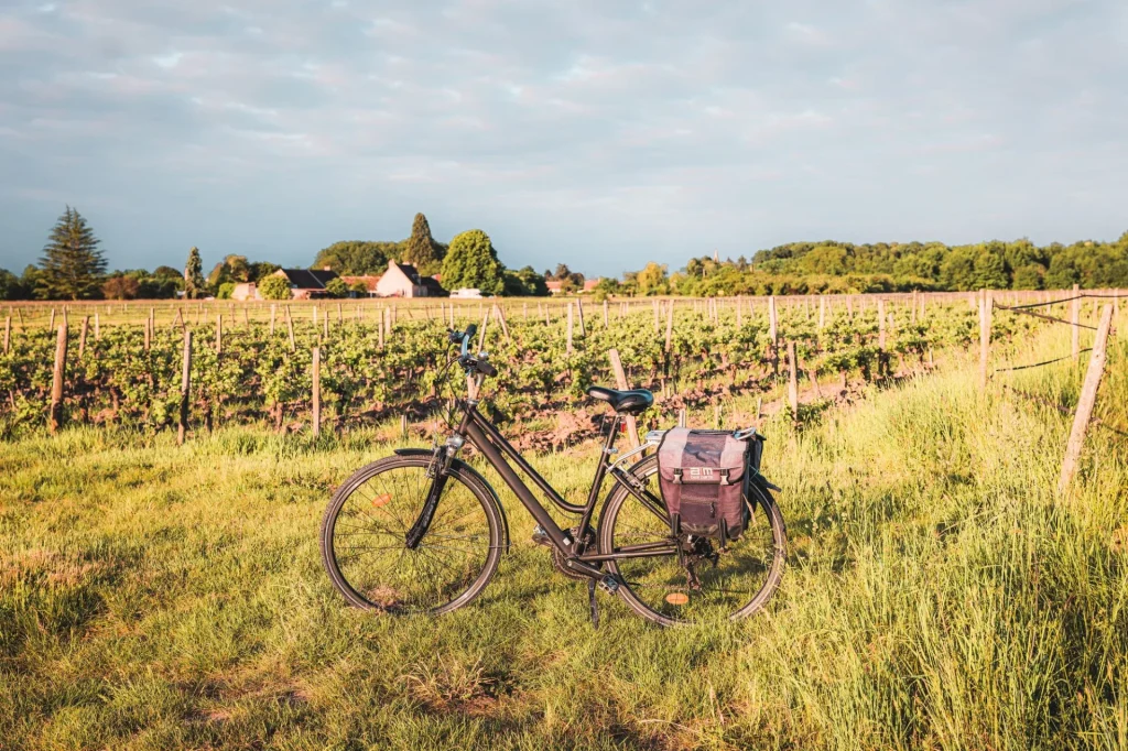 Vélo dans les vignes de Cheverny