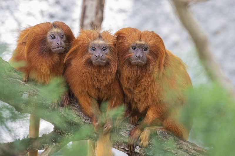 3 Tamarins lions dorés collés les uns aux autres et assis sur une branche