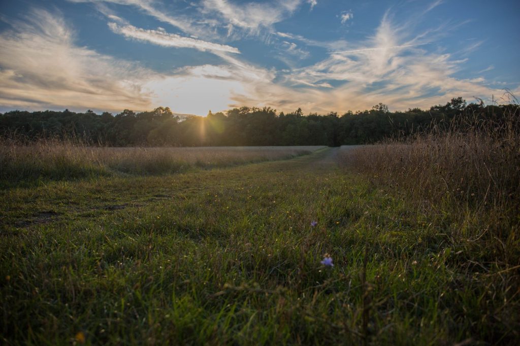 Lumière du soir en forêt d'Orléans