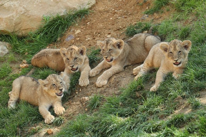 4 lionceaux couchés dans l'herbe