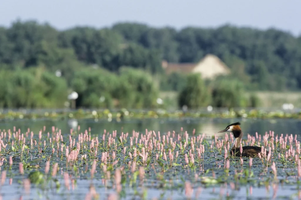 Oiseau posé sur un étang de la Brenne entouré de petites fleurs roses aquatiques