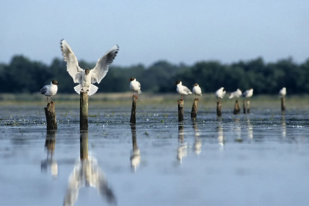 Mouettes perchées sur des poteaux au milieu d'un étang