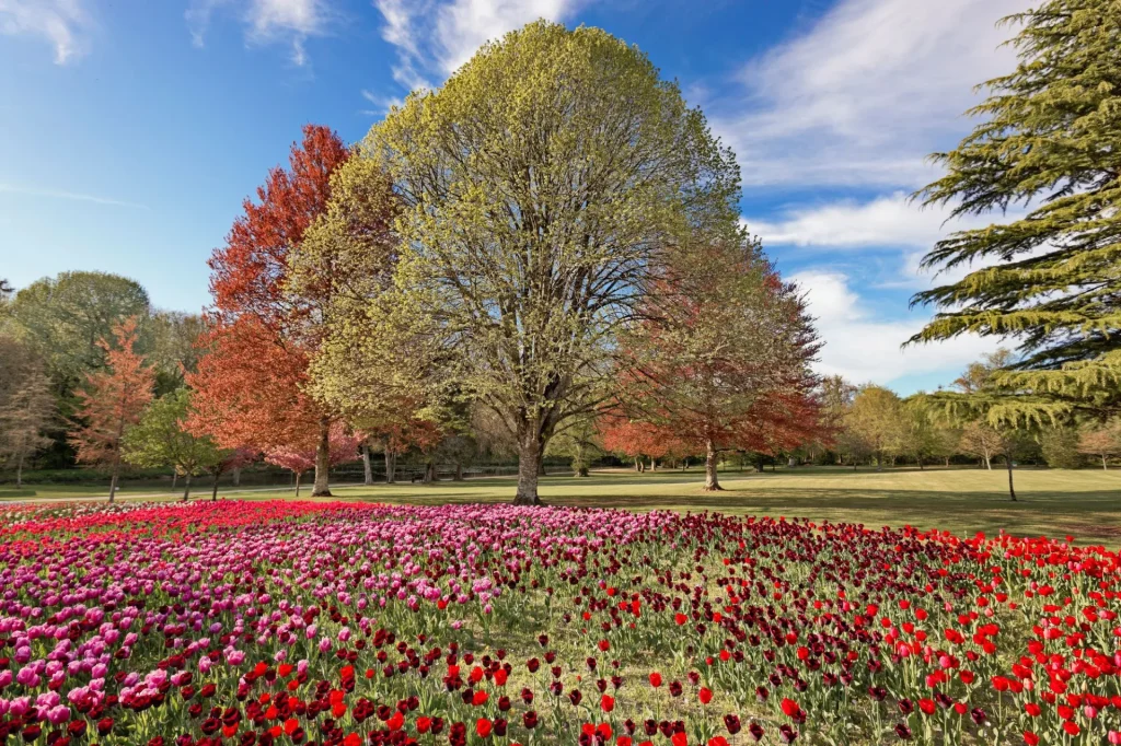 Le ruban de tulipes dans les jardins du château de Cheverny