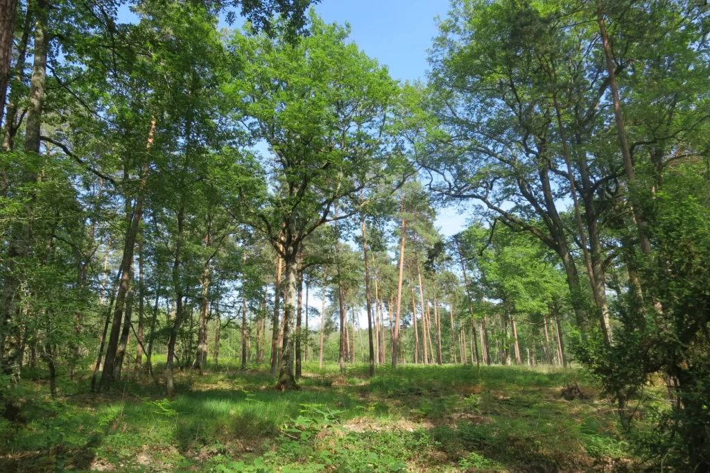 Grands arbres dans la foret