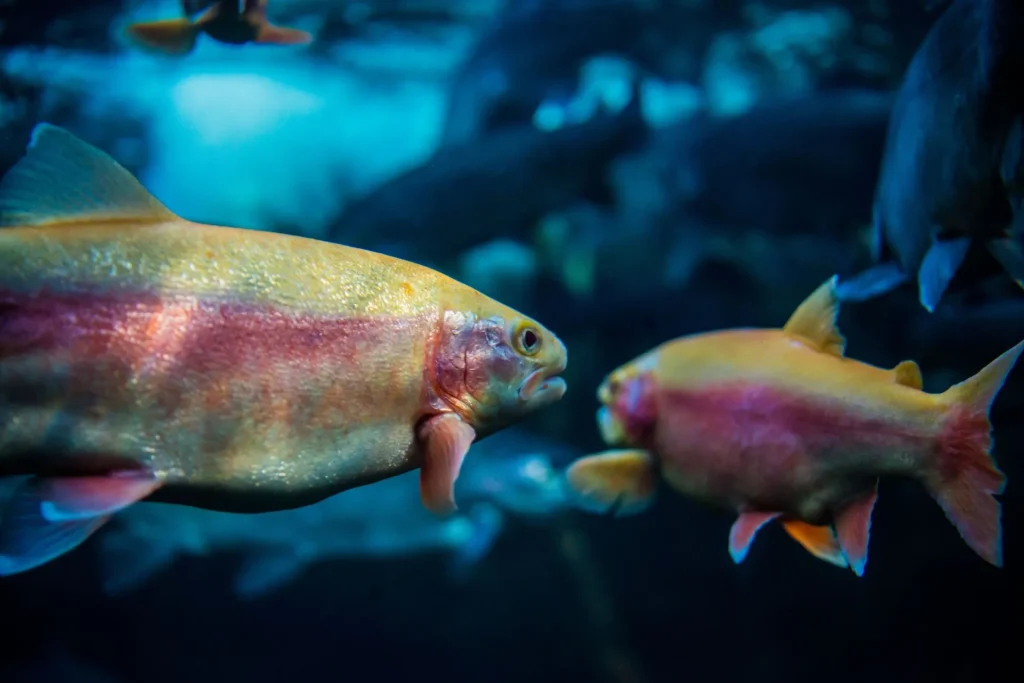 Des poissons jaunes et rouges dans un aquarium