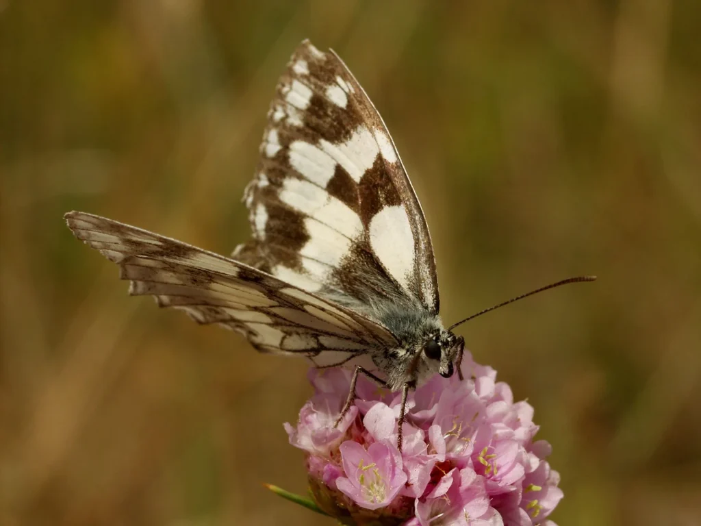 Papillon qui butine une fleur