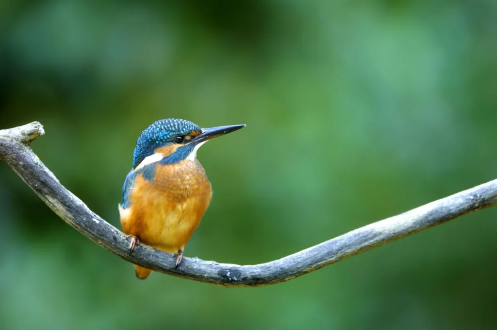 Un martin pêcheur posé sur une branche