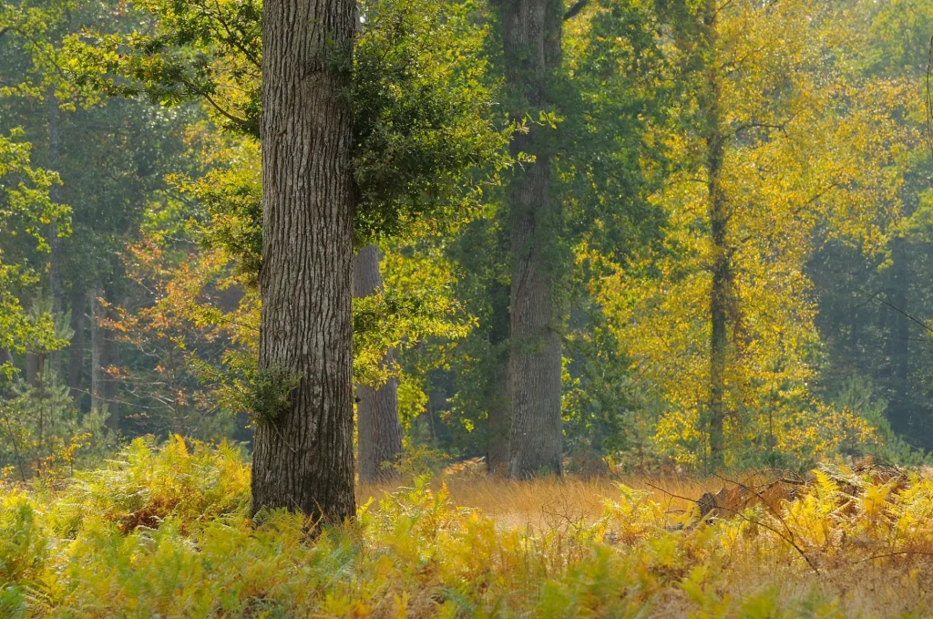 Grands arbres en automne