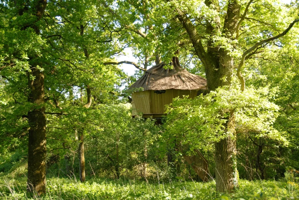 Cabane perchée au milieu de la forêt