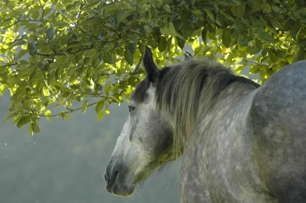 Un percheron sous un arbre (cheval)