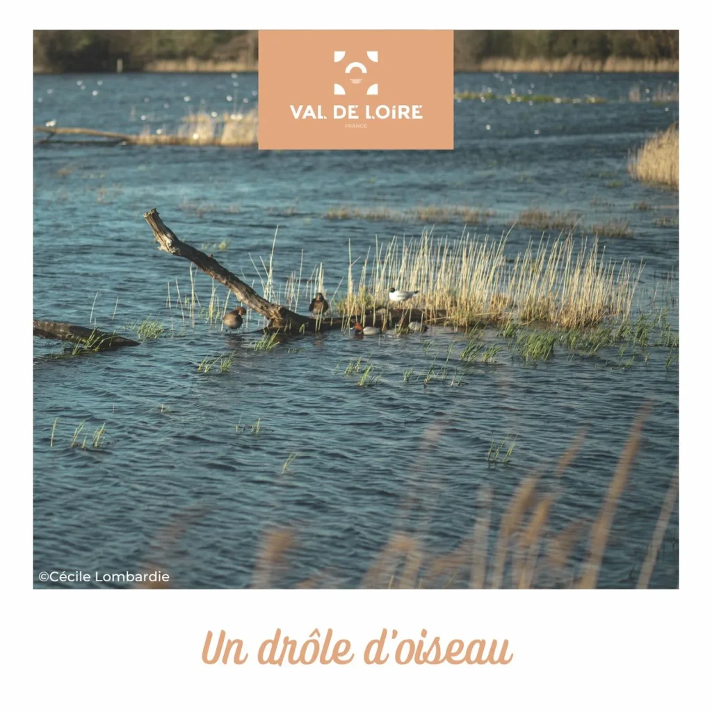 Episode 4 des podcasts "Instantanés du Val de Loire" - Un drôle d'oiseau