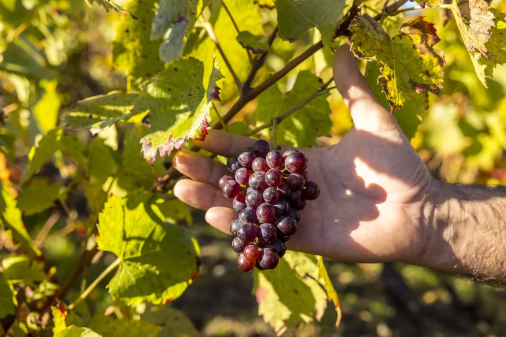 Grappe de raisin dans la main d'un vigneron