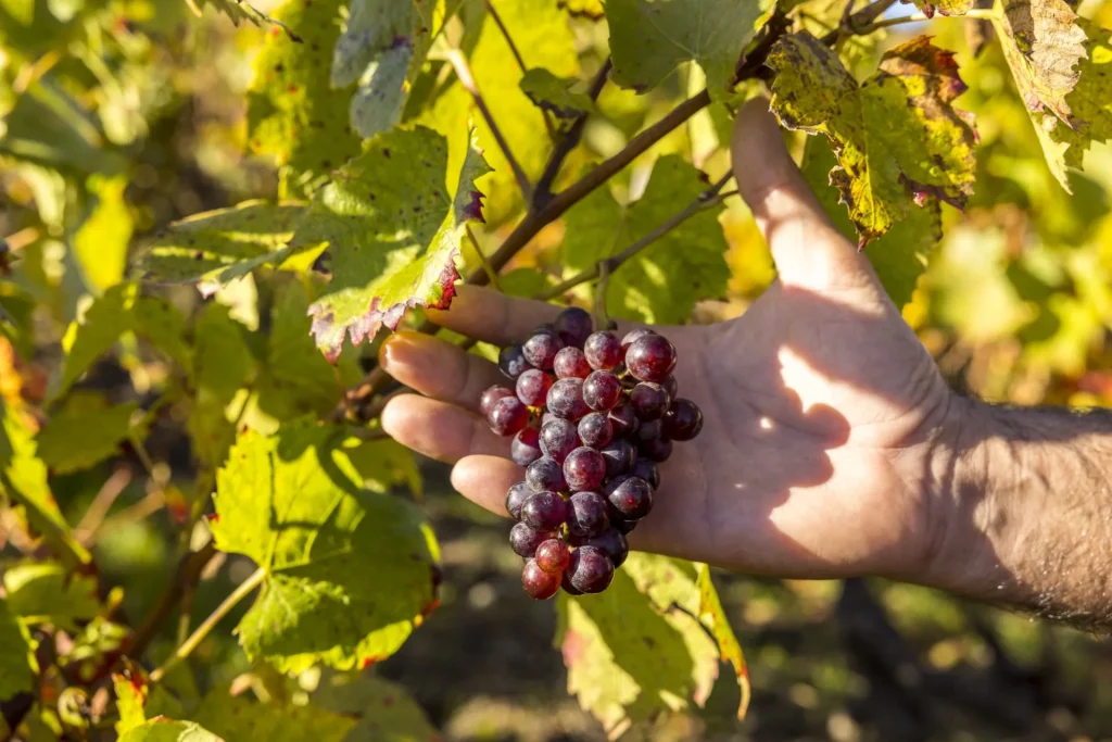 grappe de raisin dans la main d'un vigneron