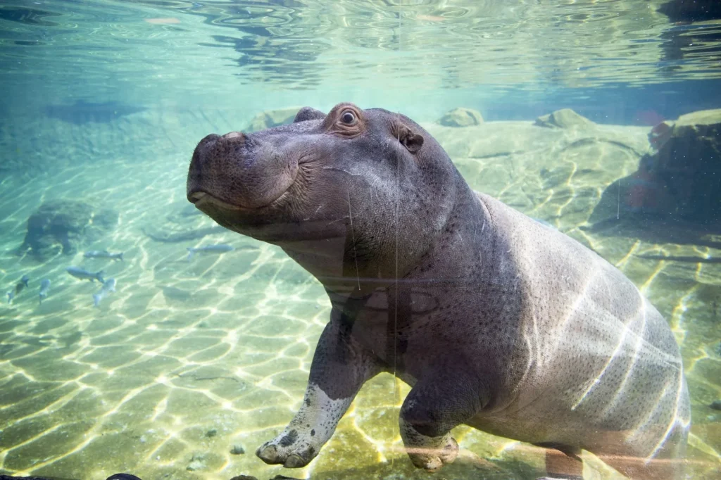 Un petit hippopotame dans l'eau