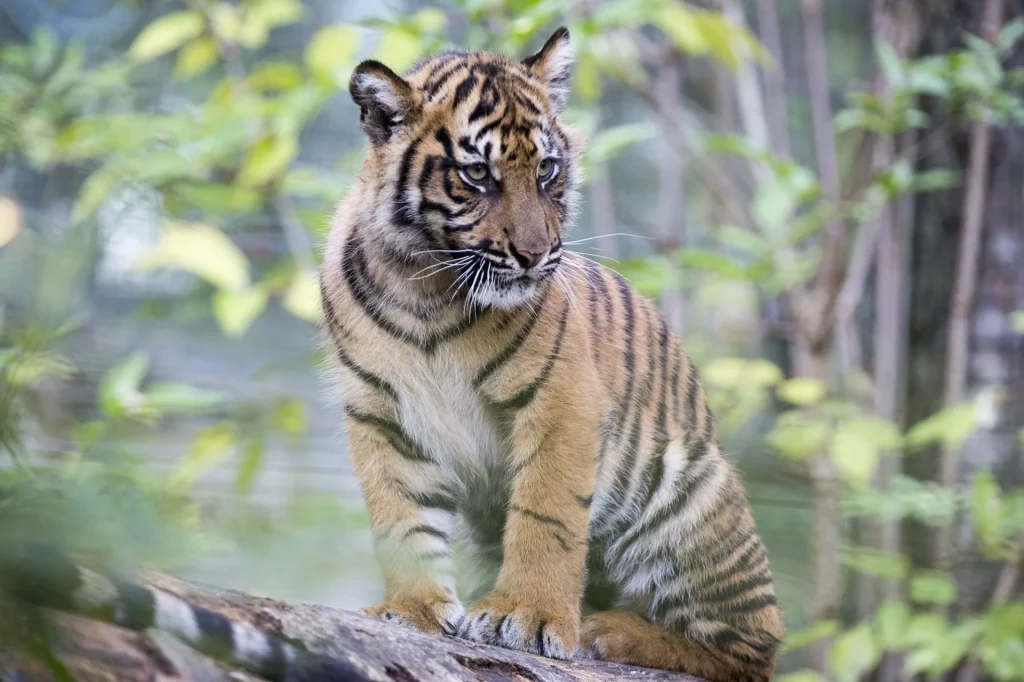 Un bébé tigre assis sur un tronc d'arbre