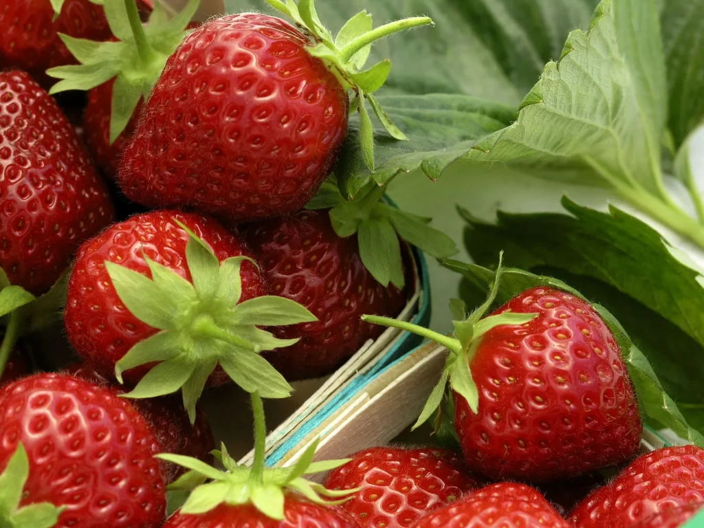 Fraises de la variété mara des bois