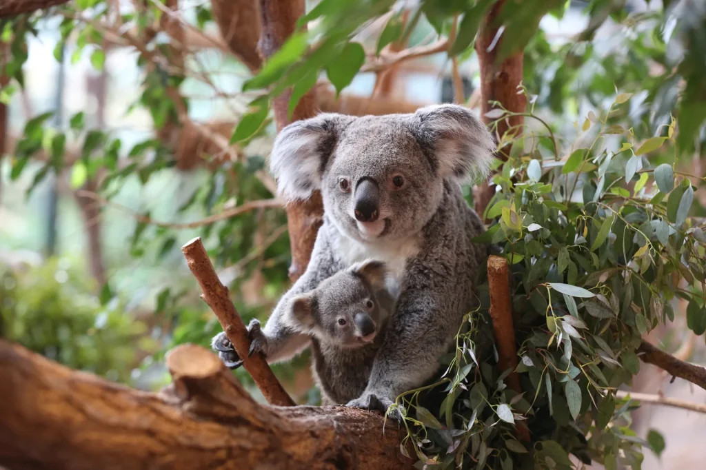 Koalas au ZooParc de Beauval