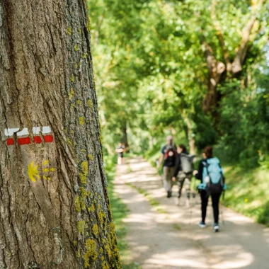 Randonneurs sur un chemin dans les bois