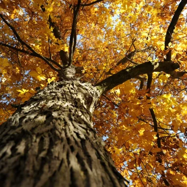 Les branches d'un grand arbre vue du dessous