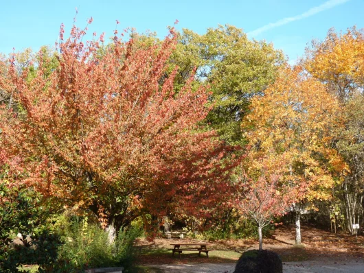 Le parc du chateau à l'automne, les arbres sont colorés de rouge et de jaune