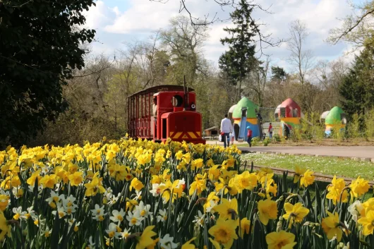 Le petit train qui circule dans les allées du parc floral, jonquilles au premier plan