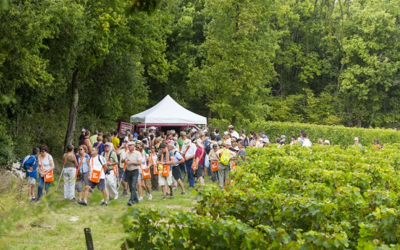 Groupe de personnes dans les vignes qui fait une randonnée Vignes Vins Randos