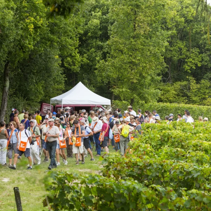 Groupe de personnes dans les vignes qui fait une randonnée Vignes Vins Randos