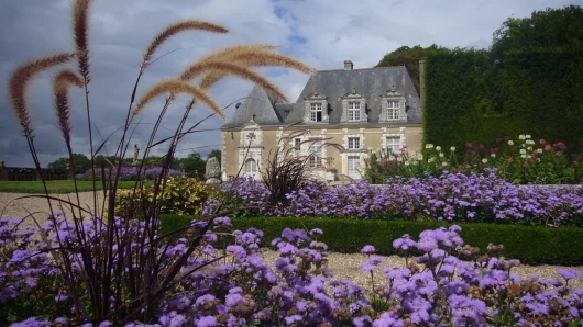 Bordures de fleurs violettes dans les allées devant le chateau