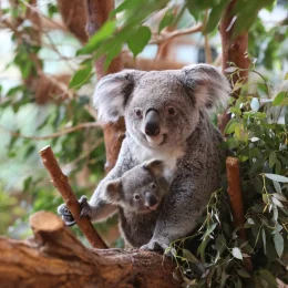 Femelle koala et son petit au ZooParc de Beauval