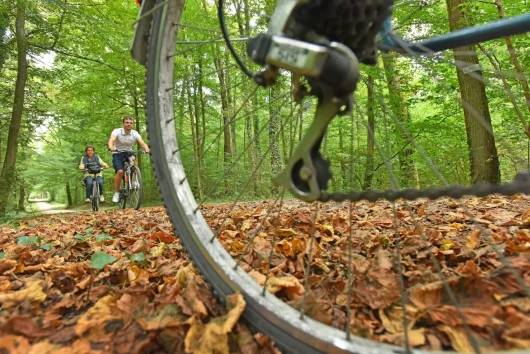 Personnes en train de faire du vélo en forêt en automne