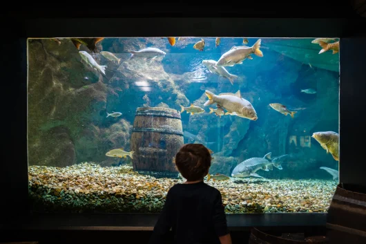 Un enfant devant l'Aquarium de Tourraine