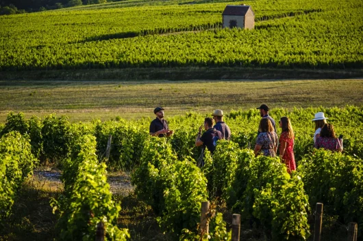 Visite guidée pour un groupe dans les vignes avec It's Wine Time