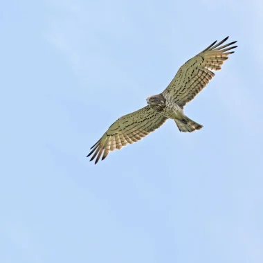 Un hibou qui vole dans le ciel.