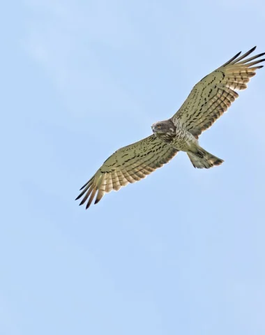 Un hibou qui vole dans le ciel.