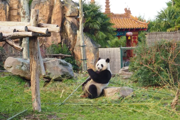 Panda au ZooParc de Beauval