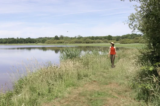 Étang de Sologne entouré de verdure