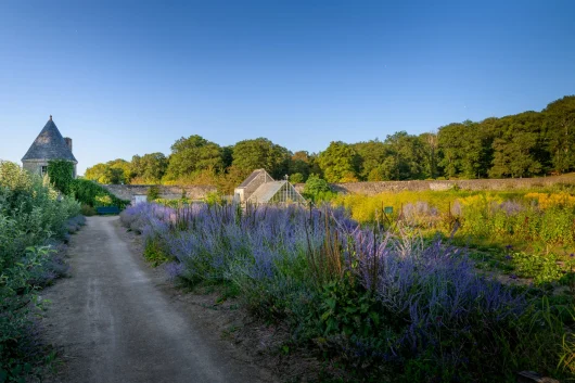 Champ de lavande devant le Château de Valmer