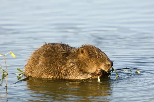 Un castor dans l'eau en train de grignoter une branche