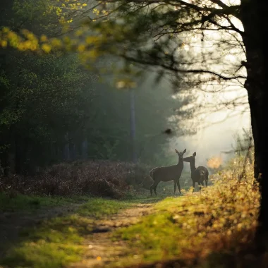 Des cerfs dans la forêt