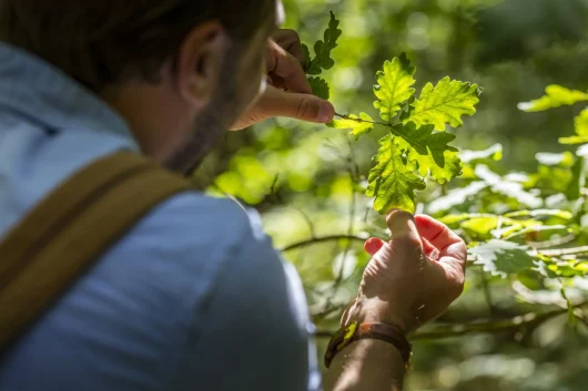 Un homme qui examine des feuilles de chêne dans la forêt