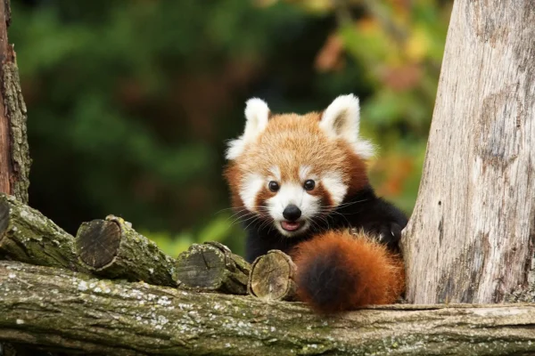 Petit panda roux niché dans des morceaux de bois